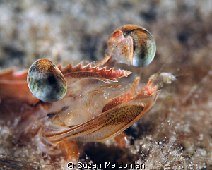 Shrimp so close you can see the hairs on his chinny chin ... by Suzan Meldonian 